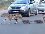 Adorable moment leopard tries to lead her cubs across a road – but they have other ideas