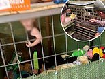 Toddler is found in a CAGE surrounded by more than 600 animals, marijuana plants and guns