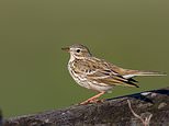 Britain’s vast road network puts pipits and lapwings at risk