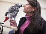 Grey parrot called Griffin humiliates Harvard students by beating them in a memory test