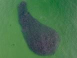 Seals dive through school of menhaden fish off Maine coast