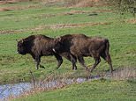 Wild BISON will roam British woodland for the first time in thousands of years