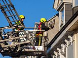 Firefighters, police and RSPCA close street and use extension ladder to rescue baby SEAGULL