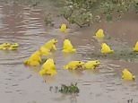 Croaking Indian bullfrogs turn bright yellow to attract mates