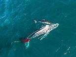 Great White shark named Helen attacks and drowns a 32-foot humpback whale