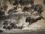 Incredible shot of leaping wildebeest wins the top prize in wildlife photography competition