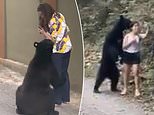 Black bear seen sniffing hikers in Mexico seen playing AGAIN