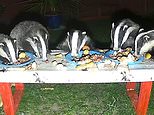 Brockfast! Back garden restaurant set up during lockdown has earned its stripes with local badgers