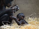 Humans develop motor skills later than other primates, study shows