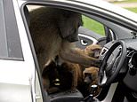 Monkey business at Knowsley Safari Park after baboons are seen armed with knives and screwdrivers