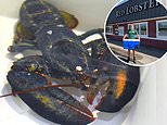Rare blue lobster given second chance at life after Red Lobster employee refused to cook him 