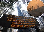 Ancient 2,000-year-old redwoods survived California wildfires – including Mother of the Forest tree