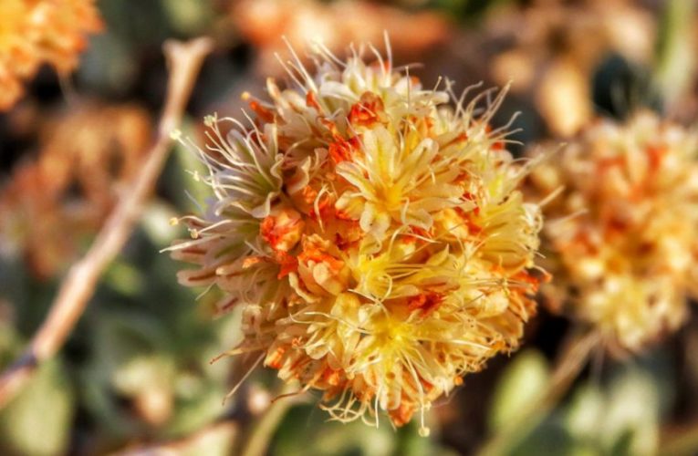 AP Exclusive: Rare wildflower could jeopardize lithium mine