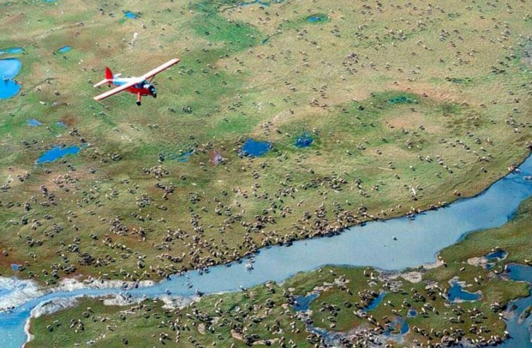 US approves oil, gas leasing plan for Alaska wildlife refuge