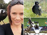 The Magpie Whisperer says the birds aren’t just after your scalp