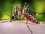 Climate change ‘could trigger spread of fatal mosquito-borne diseases’