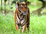 Tiger that has killed EIGHT humans in two years is hunted in India after elderly villager is killed