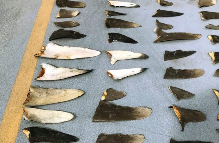 Fishing boat owner pleads guilty in shark finning case