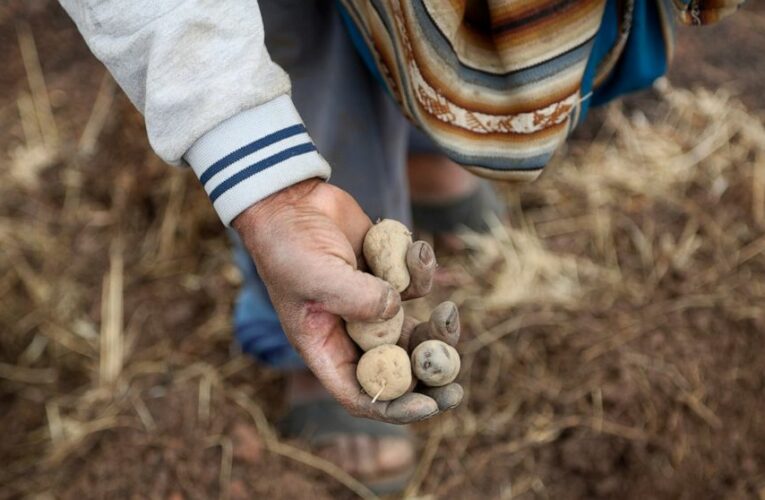 Pandemic pushes Peru’s vital peasant farmers to the brink