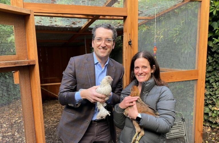 COVID cluckers: Pandemic feeds demand for backyard chickens