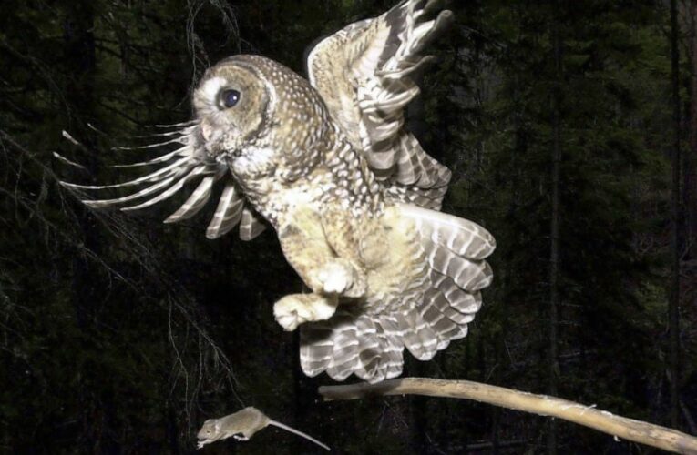Trump administration slashes imperiled spotted owls’ habitat