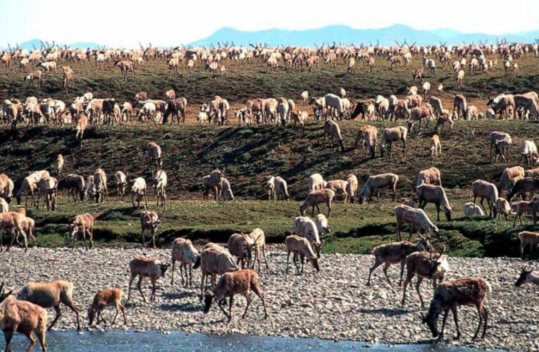 US holds first lease sale for Alaska’s Arctic refuge