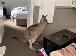 Tourists watch on in amazement as a cheeky kangaroo breaks into their holiday house