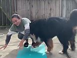 Californian woman disturbed doing yoga by her dog