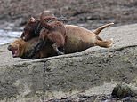 Hammersmith seal likely to be put down by vets after being savaged by dog