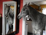 Horses can recognise their reflection in mirror and want to preen themselves, study finds 