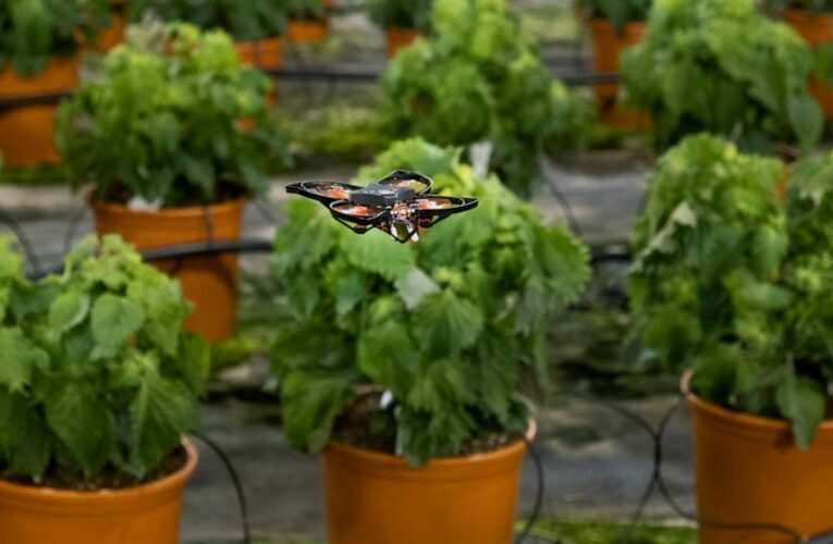 Drones vs moths: Dutch company tech solution to kill moths