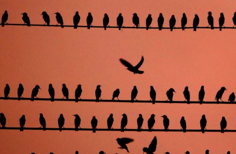 Trump policy that weakened wild bird protections is revoked