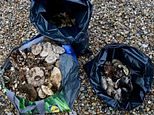 City of London Corporation cracks down on illegal mushroom picking by handing out £2,000 in fines