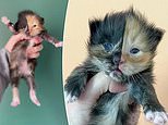 Orphaned kitten has a perfectly two-tone face with one half black fur and the other ginger