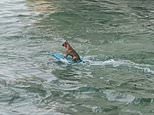 Tiny dog is spotted wakeboarding behind a boat in Mexico 