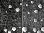 Scientists claim to have found evidence of FUNGI on the Red Planet