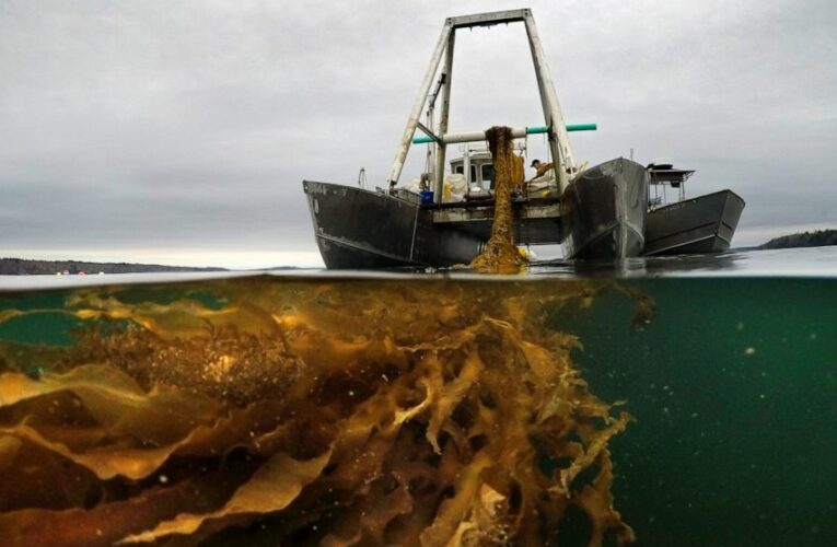 Maine seaweed growers to break state records this spring