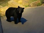 Growling bear charges towards vacationer when he greets it with a cheery ‘hey’