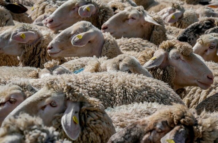 AP PHOTOS: Shearing time for sheep in Germany’s mountains