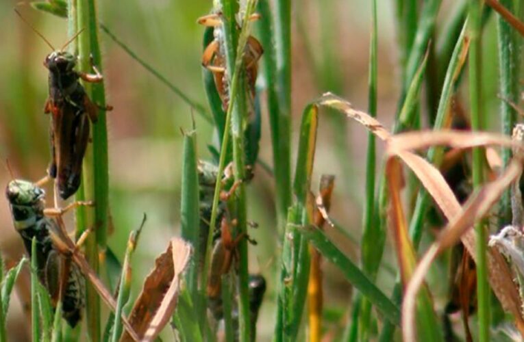 Cattle are competing against grasshoppers for food in the West’s historic drought. The bugs are winning.