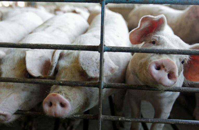 New US rules to protect animal farmers expected soon