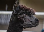 Owner of doomed alpaca Geronimo vows to film ‘every moment’ of his killing
