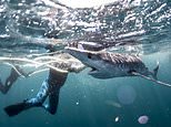 Moment snorkelling postman, 38, comes into contact with a giant SHARK off the coast of Cornwall