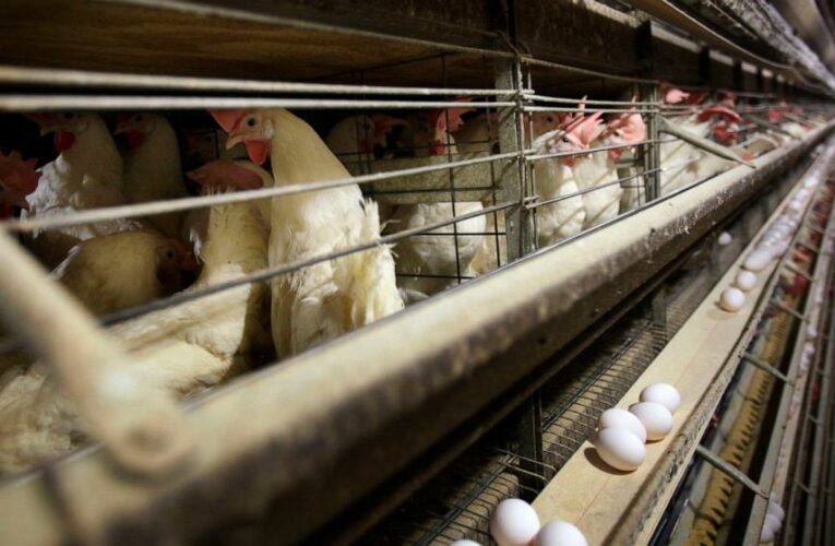 Cargill, Continental Grain buying Sanderson Farms for $4.53B