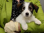 Dognappers could be jailed for up to FIVE YEARS under plans for new criminal offence