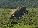 Rhino flips over one-tonne buffalo in South African game reserve