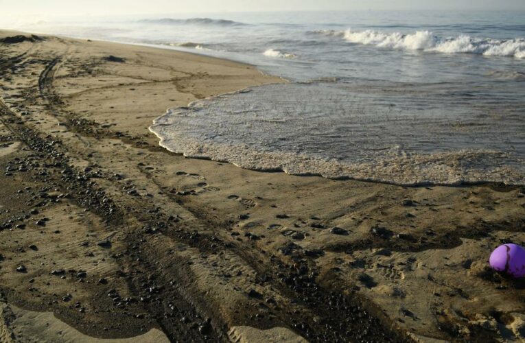Local wildlife is being devastated as 3,000 barrels’ worth of oil spilled into the Pacific Ocean after a pipeline breach 5 miles off the coast of Huntington Beach
