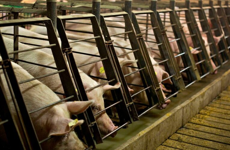 Supply chain issues and inflationary pressures spurred by the pandemic are already raising the price of pork. And now comes another potential wildcard.