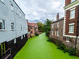 York waterway the River Foss turns GREEN due to quick-growing duckweed