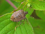 Stink bugs have arrived that reek to high heaven and decimate fruit and veg 